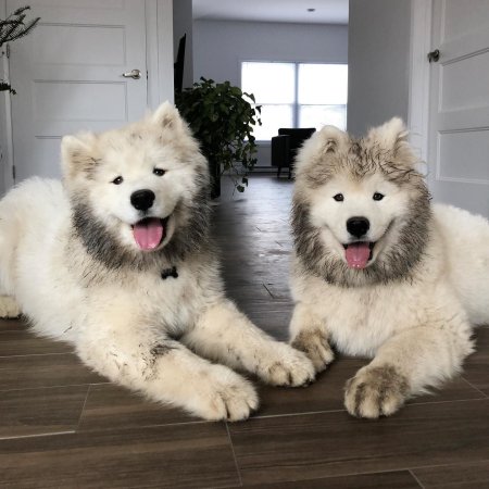 Арктический шпиц самоед