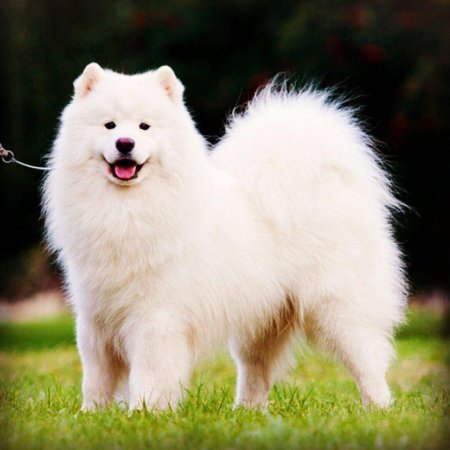 Самоедская лайка