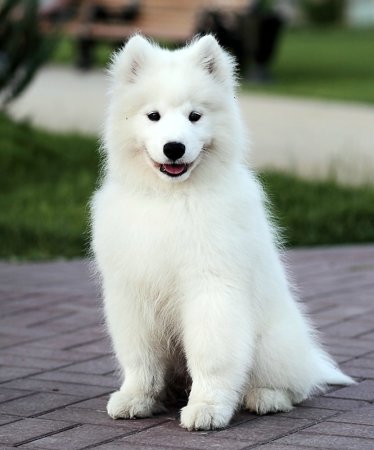 Порода собак самоед