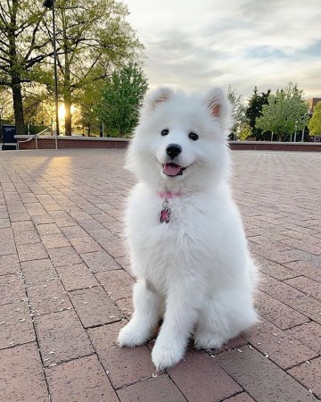 Лайка самоед