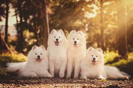 Самоедская лайка ездовая