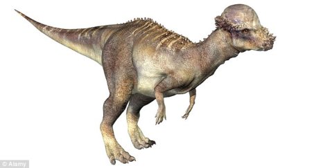 Пахицефалозавр арт