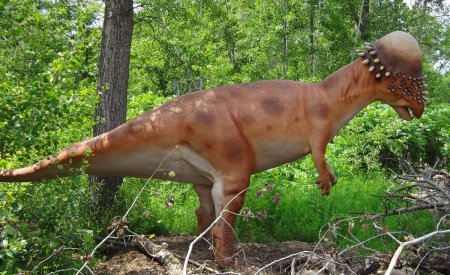 Динозавры Пахицефалозавры