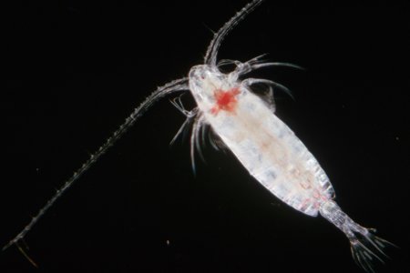 Озерный планктон