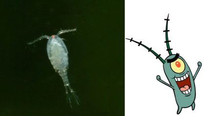 Копепод планктон Спанч Боб