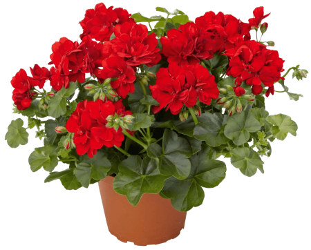 Пеларгония зональная contrast