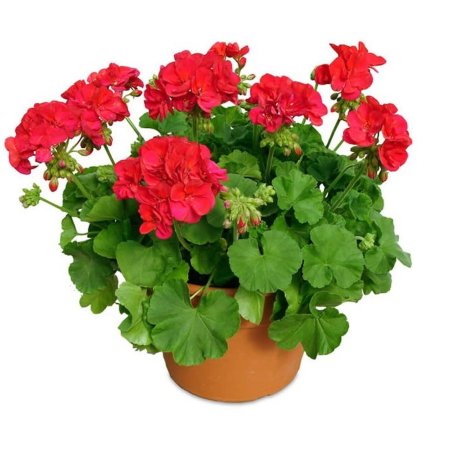 Пеларгония герань комнатная