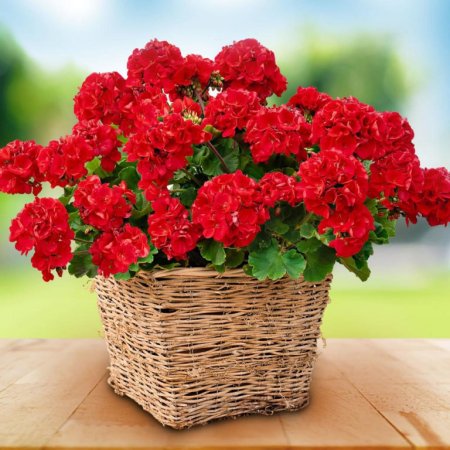 Герань цветок