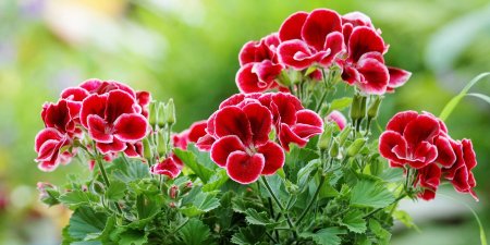 Герань горшечная