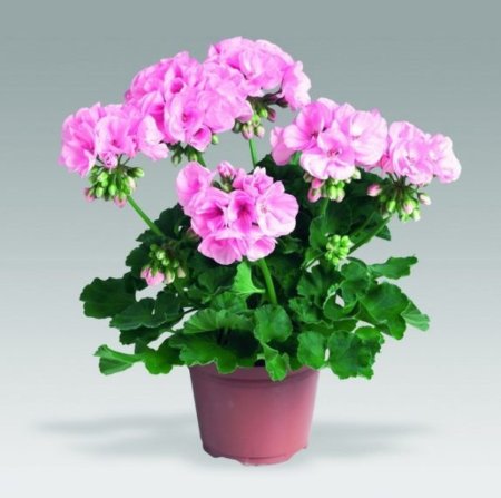 Пеларгония Pac Stefania