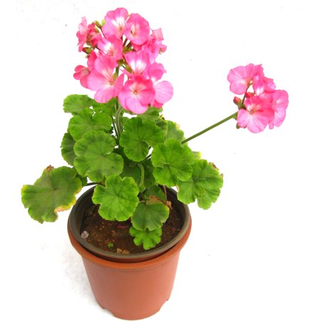 Пеларгония Пинк Парфайт