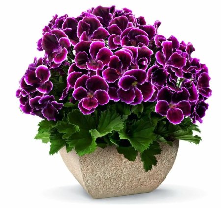 Пеларгония Королевская Aristo Black Beauty
