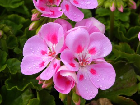 Герань (Geranium)