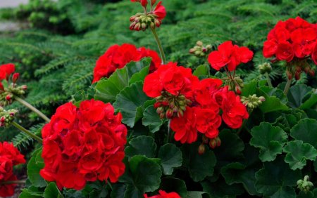 Пеларгония зональная красная