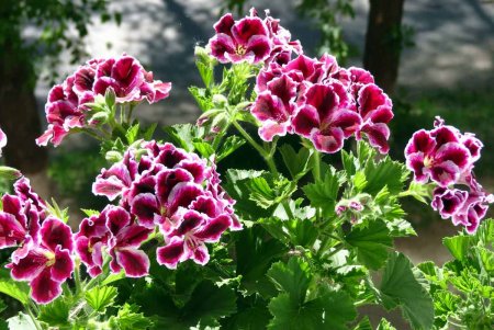 Королевская герань