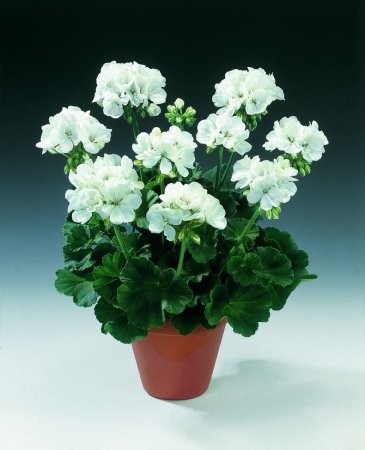 Пеларгония Дансер f2 Йорк