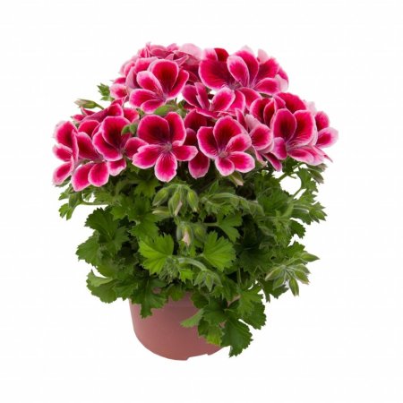 Пеларгония Королевская