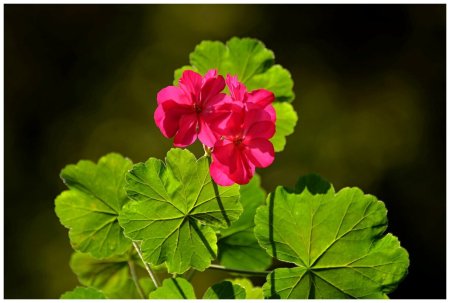 Герань плосколистная