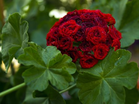 Королевская герань розочками