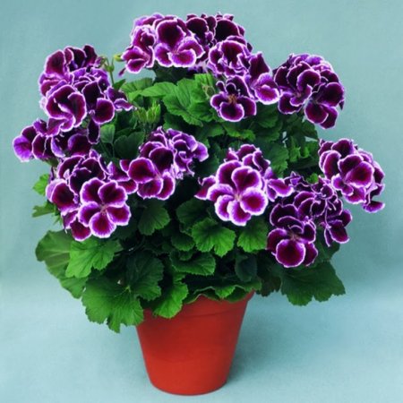 Цветок Королевская герань