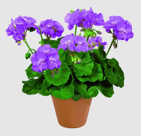 Пеларгония Blue Wonder