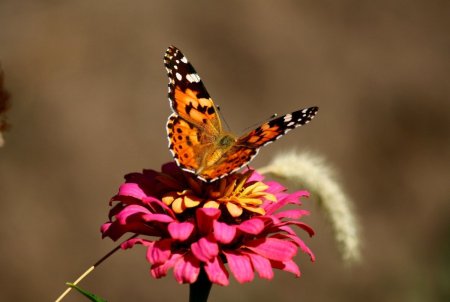 Бабочка на цветке