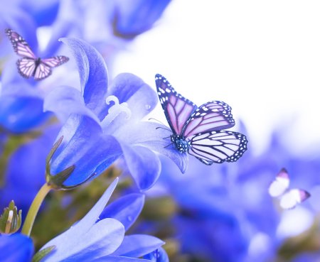 Бабочка на цветке