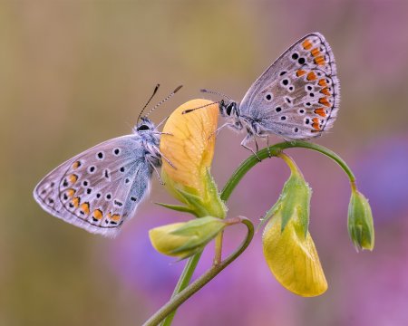 Две бабочки