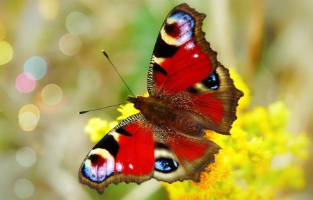 Красивые яркие бабочки