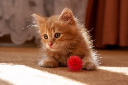 Маленькие котики