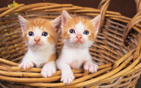 Красивые котятки
