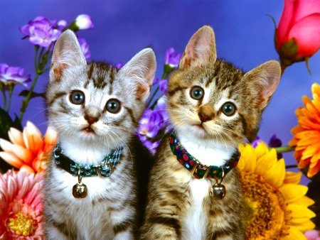 Красивые котятки
