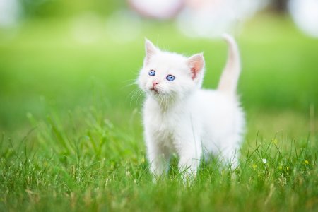 Белый котенок
