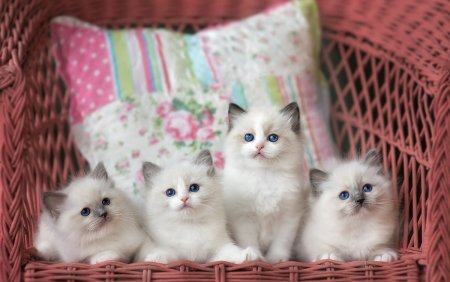 Рэгдолл кошка