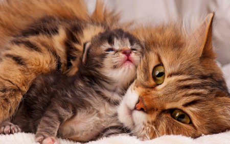 Кошка с котятами
