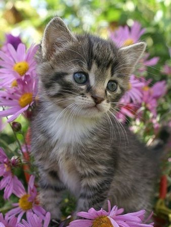 Котенок с цветочком