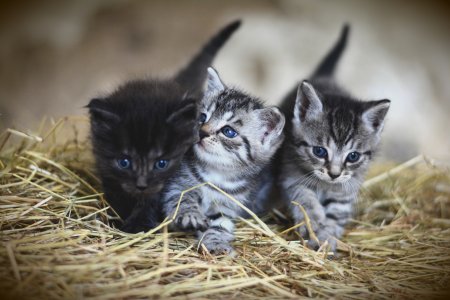 Котята фото