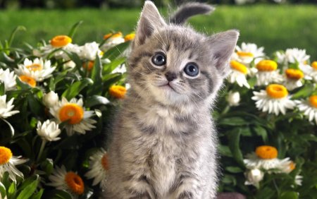 Милые котики