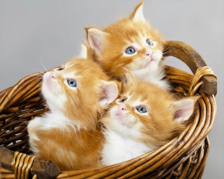 Котята в корзине
