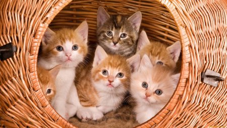 Четыре котенка
