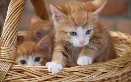 Рыжий котёнок