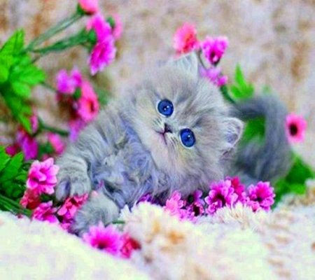 Котенок с цветочком