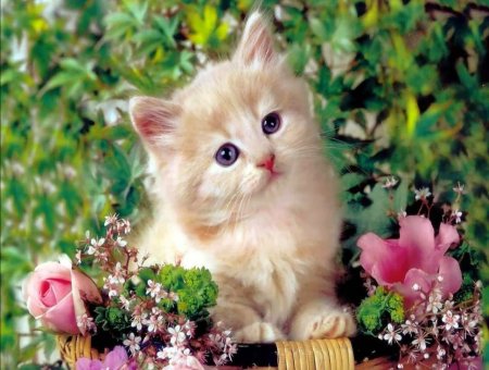 Красивые котята