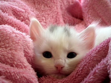 Милый котенок