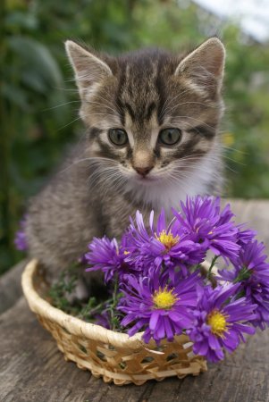 Котенок с цветочком