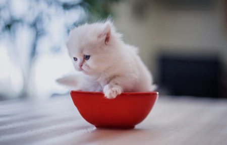Красивые котята