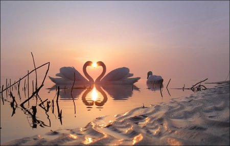 Лебеди на закате