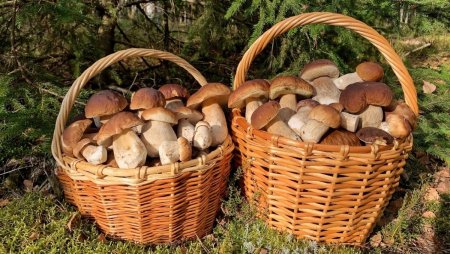 Поляна белых грибов