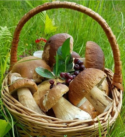 Мицелий Грибное лукошко