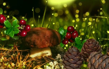 Красивый лес с грибами и ягодами